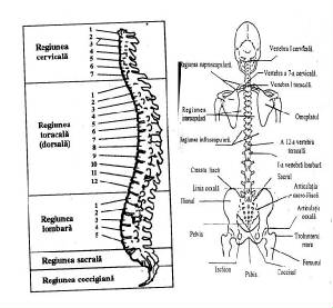 spinecoloanaosoasaom.jpg